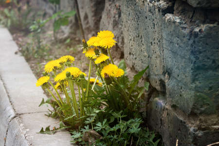 Spring dandelion background in the cityの写真素材