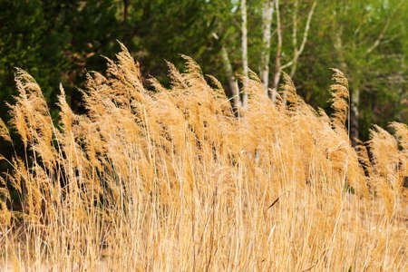 Wheat field template and background