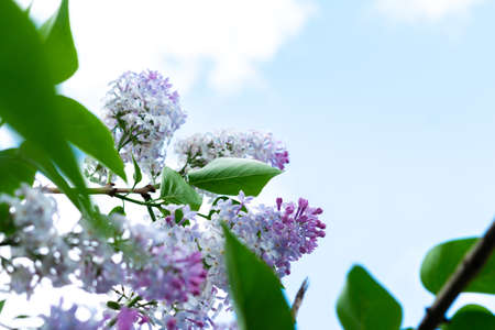 Blossom lilac tree nature background