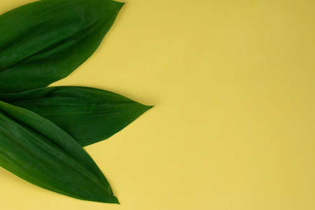 birthday card template for birthday card or valentine's cardの写真素材