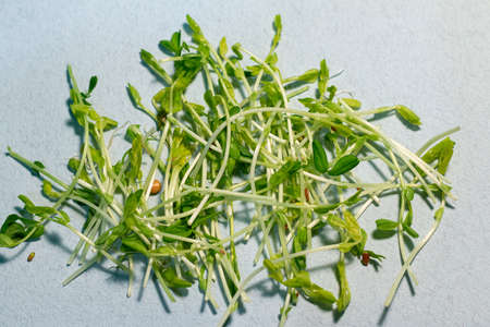 Microgreen and space for text, Natural, ecological superfood for health careの写真素材