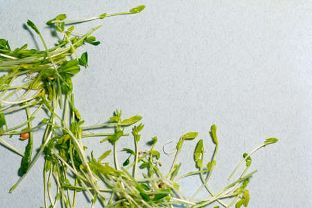 Microgreen and space for text, Natural, ecological superfood for health care