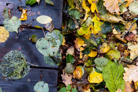 Autumn dirty old yellow leaves in October high angle view, nature background with space for textの写真素材