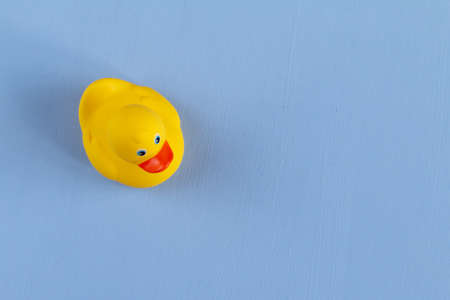 Yellow rubber duck isolated on blue background, space for textの写真素材