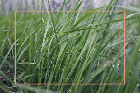 Bright green glowing frame and grass background with space for text