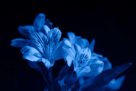 Wild flowers and leaves background, low key dark photo, classic blue trend colorの写真素材