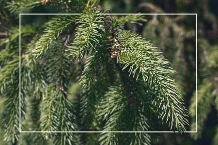 Glowing shape with empty space for text on the fir tree texture background