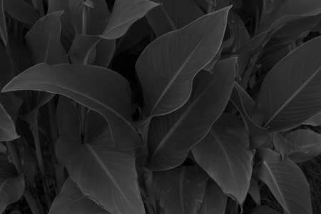 Trendy minimal concept of leaves in black color mode with space for text, postcard or poster...