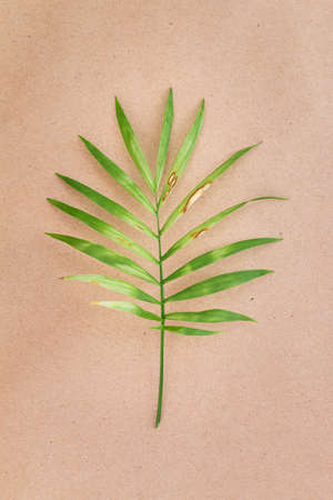 Damaged palm leaf against beige background with empty space for textの写真素材