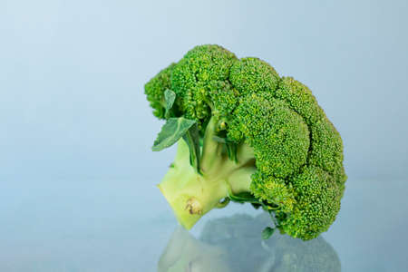Broccoli plant isolated on light blue background