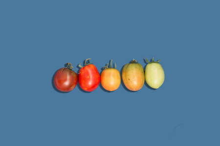 multicolored tomatoes top view on dark blue background with space for text