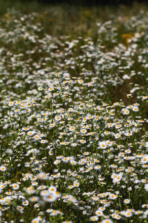 Wild daisies field, floral background