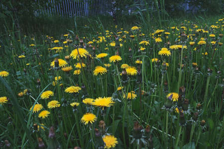 Spring yellow dandelion flowers in the green grassの写真素材