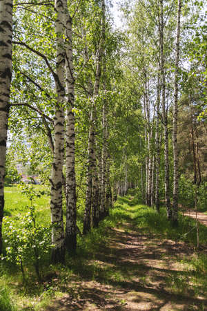 birch forest in spring time, sunny warm weatherの写真素材