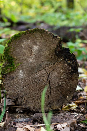 old tree texture close up, nature template backgroundの写真素材