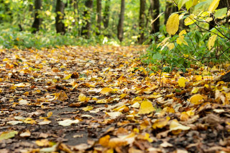 orange dry maple leaves on a groundの写真素材