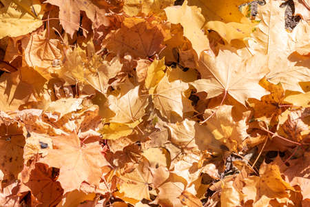 autumn season picture with maple leaves, natural sunlight