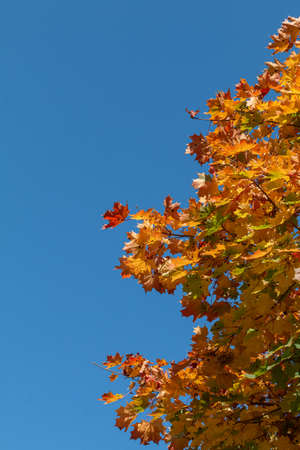 autumn season picture with maple leaves, natural sunlight