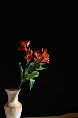 orange flower on black backgroundの写真素材