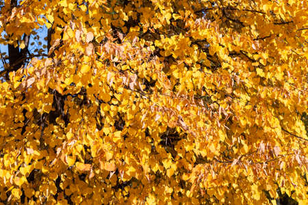 autumn season picture with maple leaves, natural sunlight