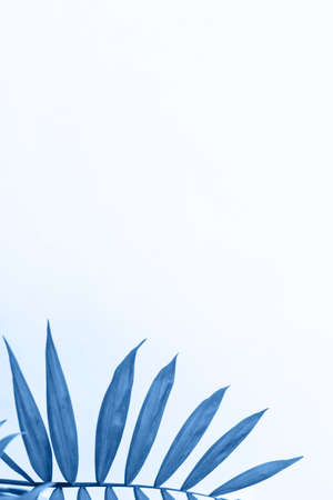 blue colored palm leaves against white background with empty space for text