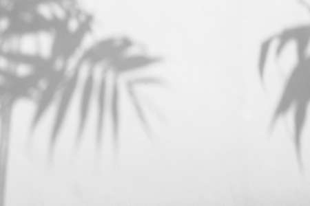 defocused shadow of palm leaves in gray mode with space for textの写真素材