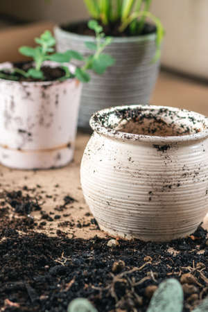 home gardening hobby concept, potted plant transplantの写真素材