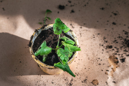 home gardening hobby concept, potted plant transplant