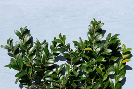 tiny green leaves background, empty space for textの写真素材