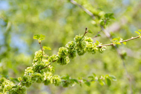 Green young leaves on a branch, beautiful nature backgroundの写真素材