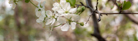 banner of blossom tree, spring season photography