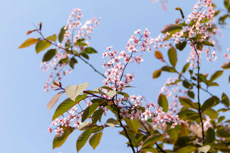 Blossom tree background, nature photographyの写真素材