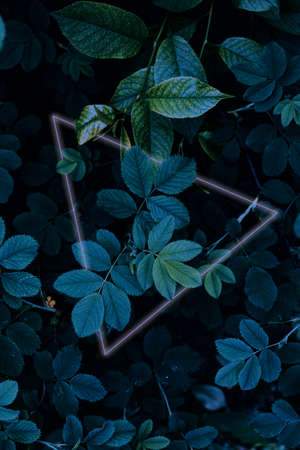 Dark green leaves close up view with glowing frame, nature template background, selective focusの写真素材