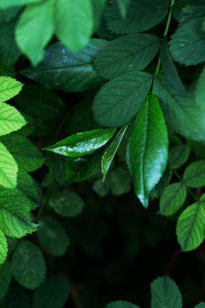 Dark green leaves close up view, nature template background, selective focus