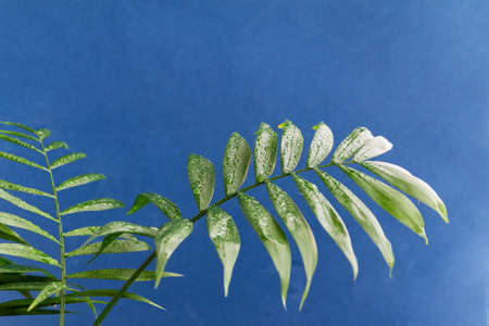 home potted palm tree branches against blue background, space for textの写真素材