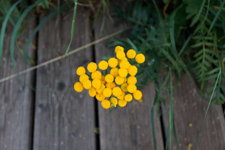 small yellow flowers against dark green grass, summer wild nature background