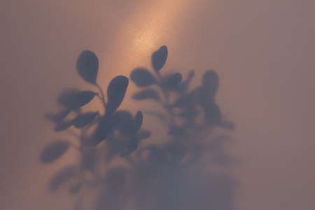 blurred picture with fog effect of palm leaves silhouettes behind frosted glass with backlight