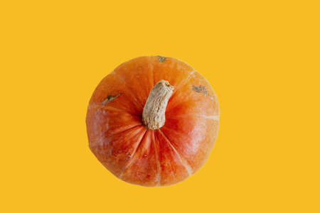 orange pumpkin isolated on yellow background, empty space for textの写真素材