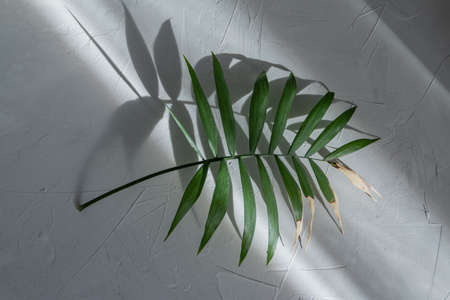 Palm leaf on gray background with deep shadow and sunlight