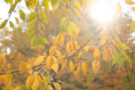 Autumn leaves close up, selective focus nature backgroundの写真素材