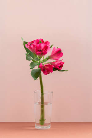 Magenta flower against pink backgroundの写真素材