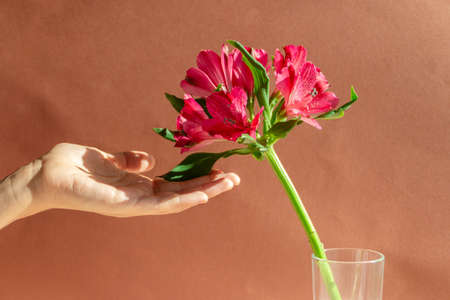 Magenta flower with hand against brown background, natural hard sunlightの写真素材