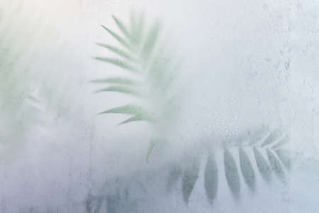 green palm leaves begind frosted glass, fog effect
