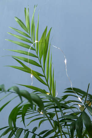 potted palm with garland lights, alternative Christmas tree conceptの写真素材