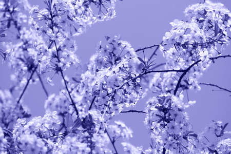 blooming tree in spring with flowers, nature background with sunlight bokeh, toned in purpleの写真素材