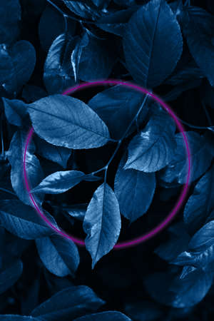 Nature background with leaves in dark blue mode with neon pink glowing frame. Digital collageの写真素材