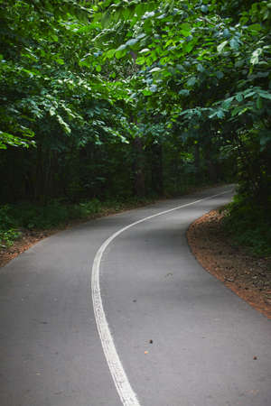 walking road in the forest