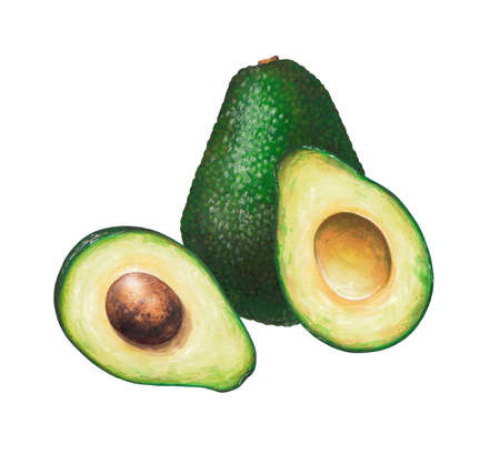 food sketch ripe delicious avocado marker drawing collage 2の写真素材