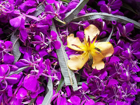 Rose bay used for delicious tea and as a medicinal plant. Photo was made during processing of the herb. Image can be used as medicinal plant background.の写真素材