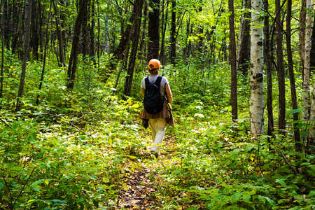 Woman in cap with rucksack hiking in the forest. Photo was taken from behind.の写真素材
